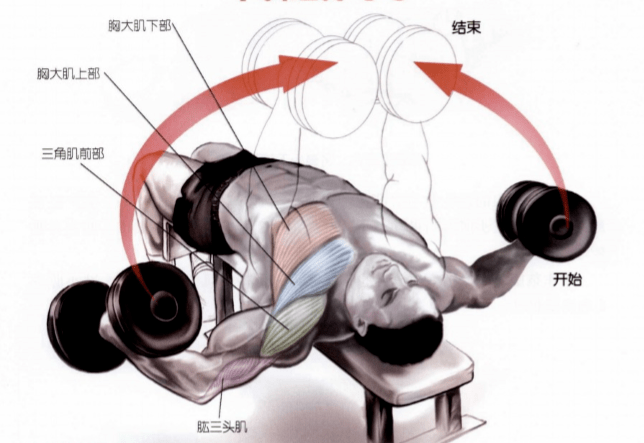 彈力繩怎么練胸肌上部_彈力繩練胸肌最好的動(dòng)作_彈力繩練胸肌效果怎么樣