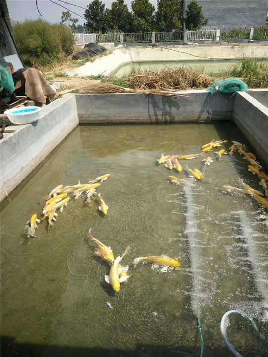 水在多少度密度最大_黃瓜水好,還是絲瓜水好_水的密度多少最好