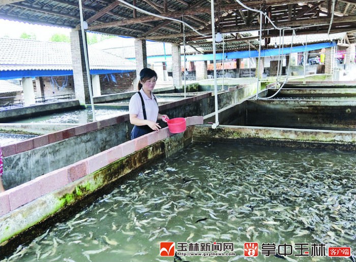 魚密度大是什么意思_魚的密度和水的密度_魚密度大