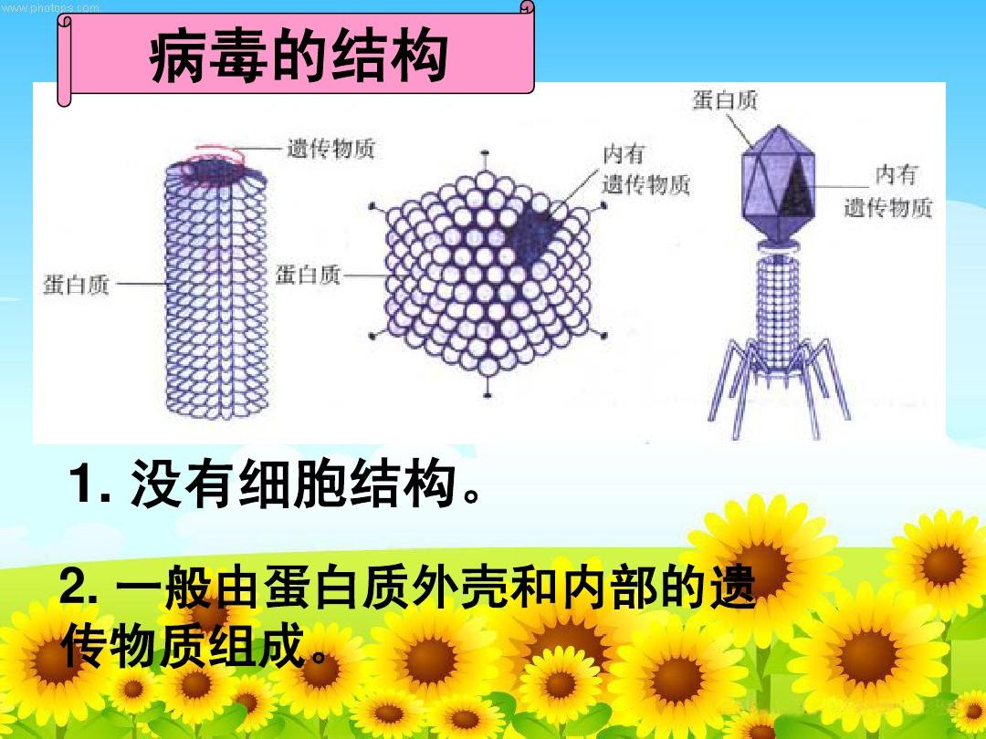 細胞膜通道_細胞通道轉運_t細胞表面的膜分子是