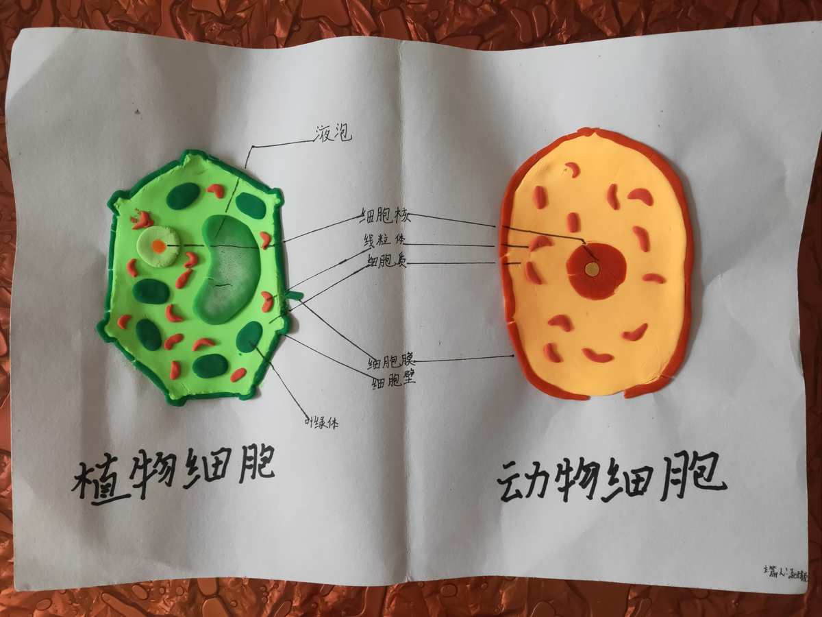 細胞膜模型制作方法_細胞膜的模型制作_細胞膜模型制作