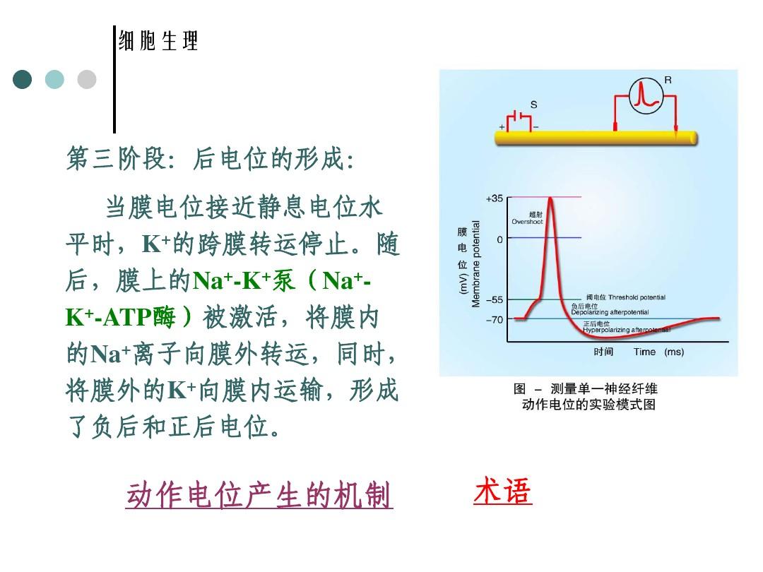 細(xì)胞膜電位的形成機(jī)制_細(xì)胞膜電位變化過程_細(xì)胞膜電位