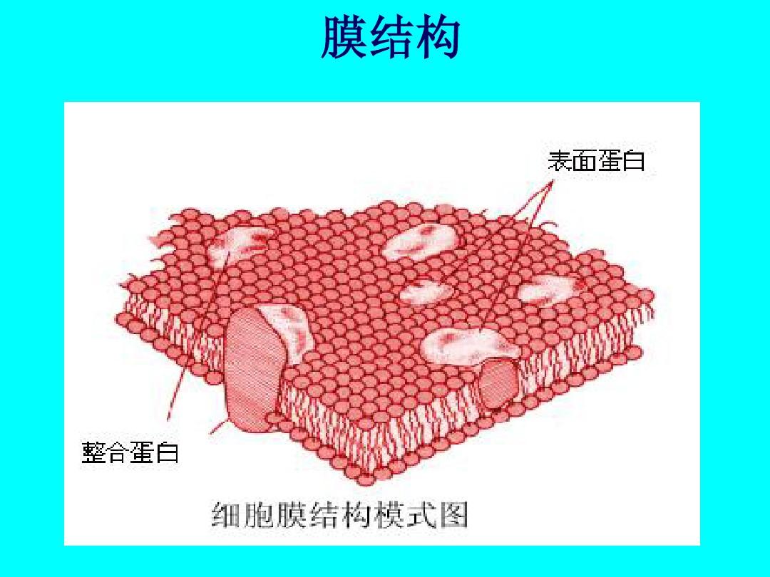 細胞膜是單層膜還是雙層膜_細胞膜單層膜雙層膜_雙層膜細胞器單層膜細胞器