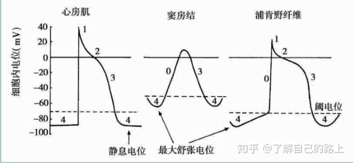 離子劑鈉鉀通道阻滯劑的作用_鈉離子鉀離子通道阻滯劑_離子劑鈉鉀通道阻滯劑有哪些