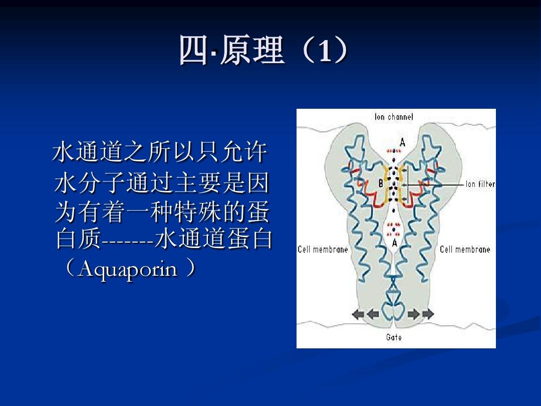 細(xì)胞膜通道的功能狀態(tài)_細(xì)胞膜通道的三種狀態(tài)_細(xì)胞膜通道