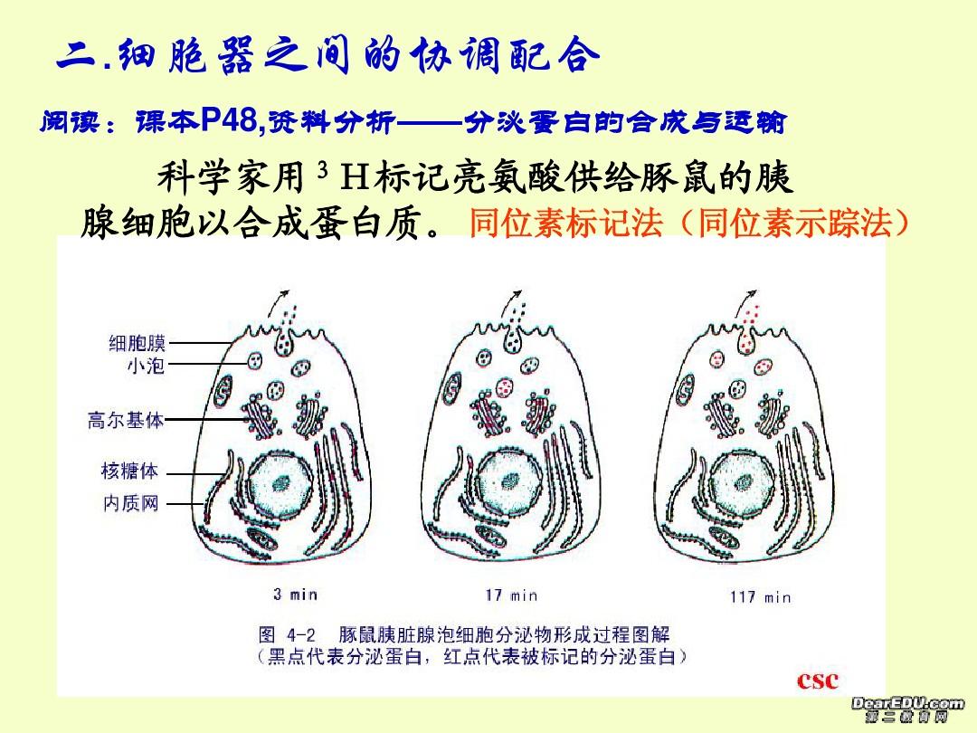細胞膜模型制作方法_高中細胞膜模型制作過程_細胞膜模型制作