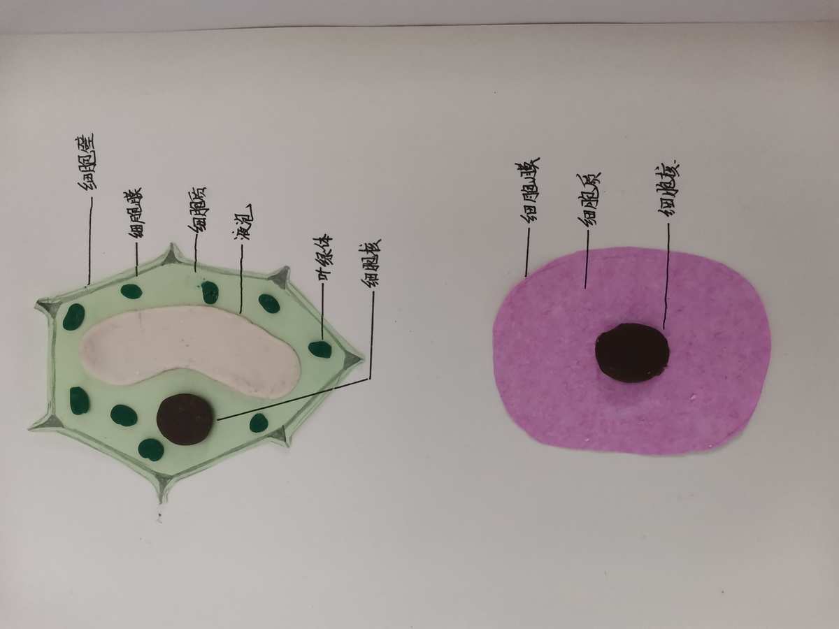高中細胞膜模型制作過程_細胞膜模型制作_細胞膜模型手工
