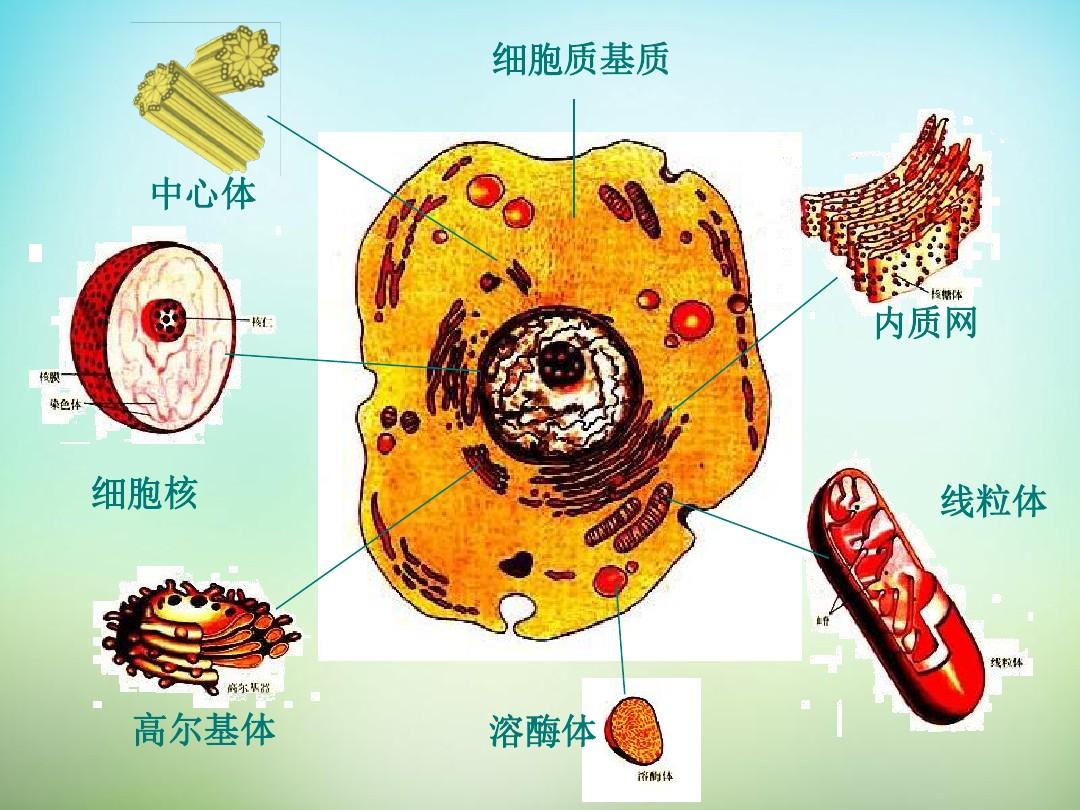 單位膜模型_細胞膜的跨膜物質轉運功能_細胞膜模型制作
