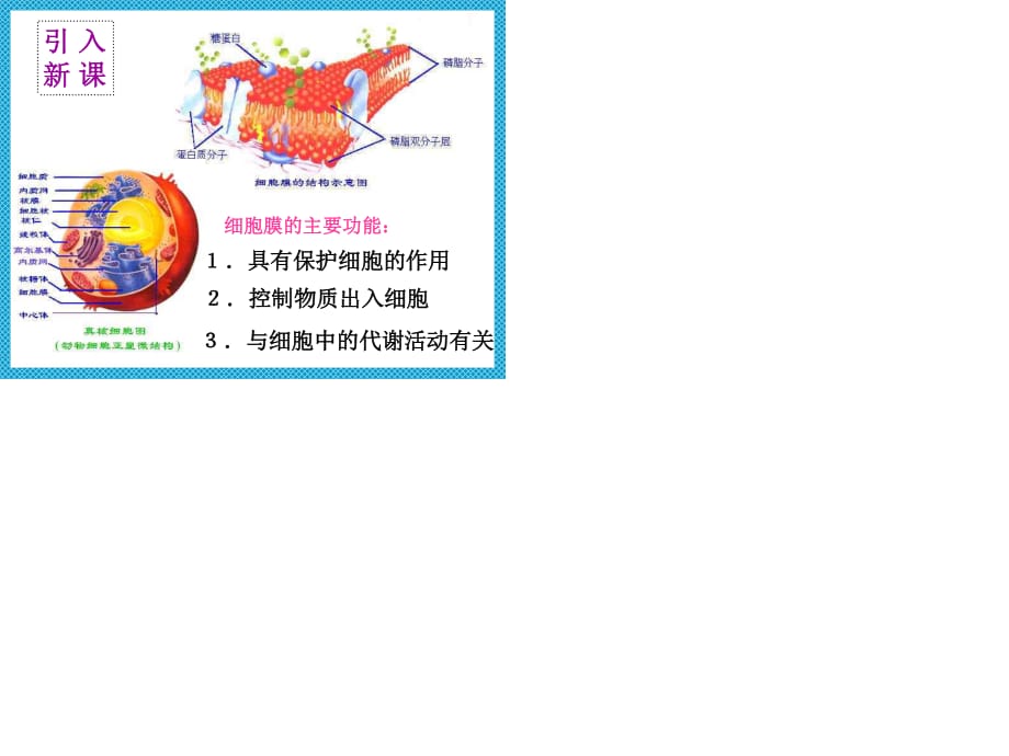 細胞膜模型制作_如何制作細胞膜模型_細胞膜的模型制作