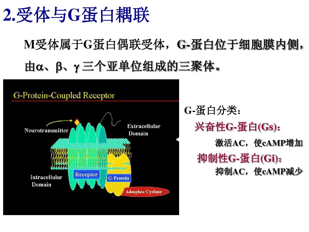 細胞的膜蛋白_細胞膜蛋白_細胞膜蛋白是胞內蛋白嗎