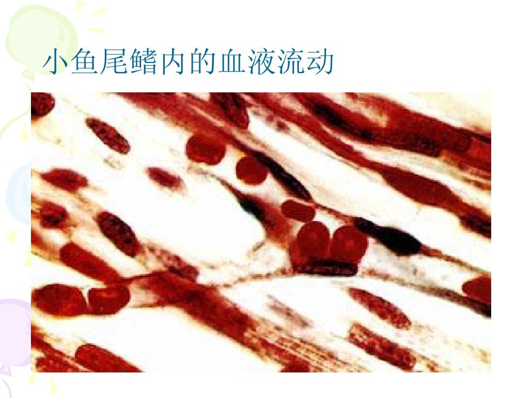 觀察血液的流動實驗視頻_初中生物觀察活魚尾鰭血液流動實驗視頻_科學實驗血液流動