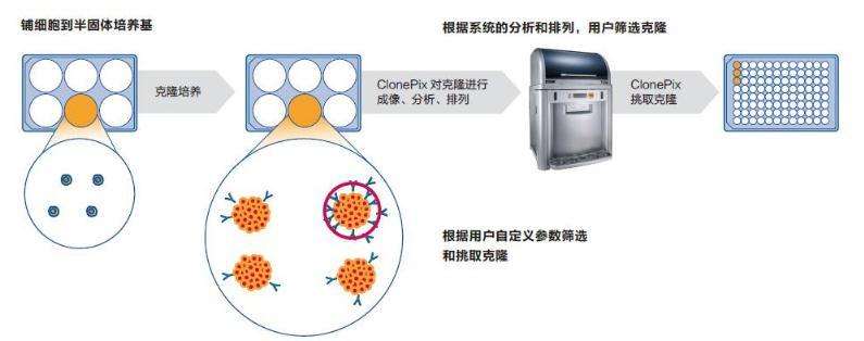 細(xì)胞膜的通透性檢測(cè)_細(xì)胞膜通透性觀察分析_細(xì)胞膜選擇性通透
