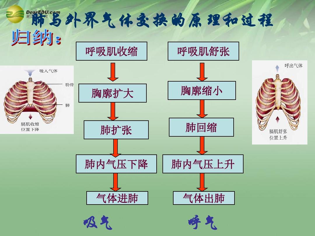膜抗原的作用_細(xì)胞膜抗原功能_細(xì)胞膜抗原