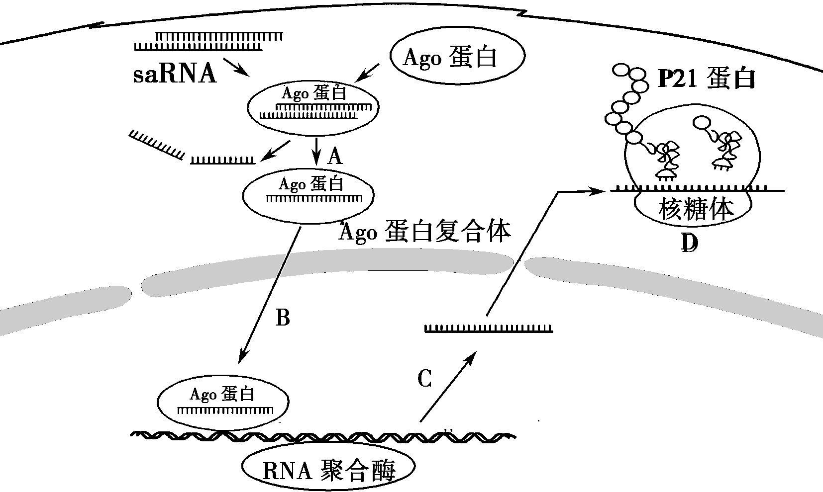 有頸管細(xì)胞成分是癌嗎_有化生細(xì)胞及頸管細(xì)胞_細(xì)胞膜化學(xué)成分 有何特點(diǎn) 如何排列