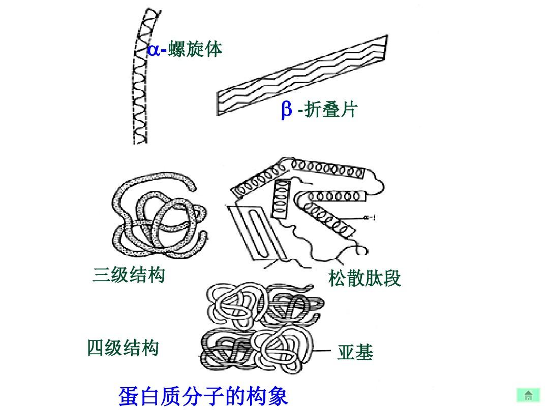 人工細胞愈合膜_細胞膜結構模式圖_細胞免疫熒光破膜問題