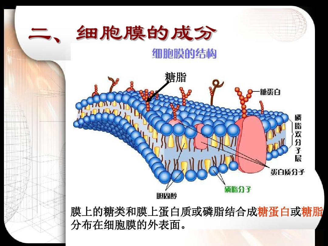 細胞膜受體的四種類型_細胞膜受體_細胞膜受體往往是什么
