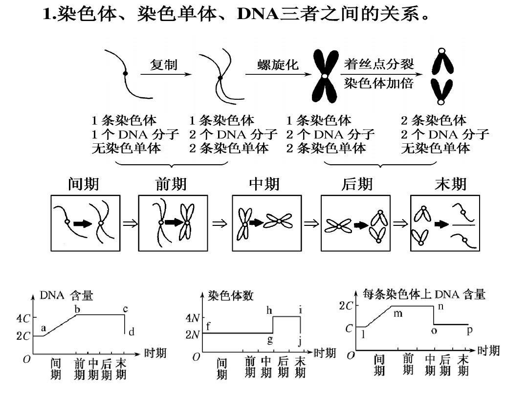 細胞膜的跨膜物質轉運功能_細胞膜教具圖_細胞核是雙層膜嗎