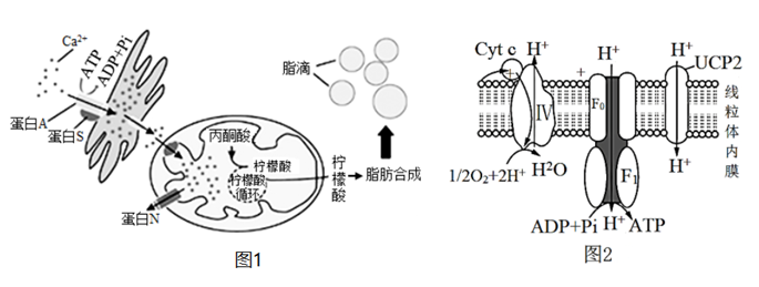 系統的邊界細胞膜_細胞膜系統的邊界教學內容分析_細胞膜——系統的邊界ppt