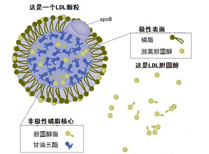 細胞膜骨架的主要成分_細胞膜骨架是_細胞膜骨架