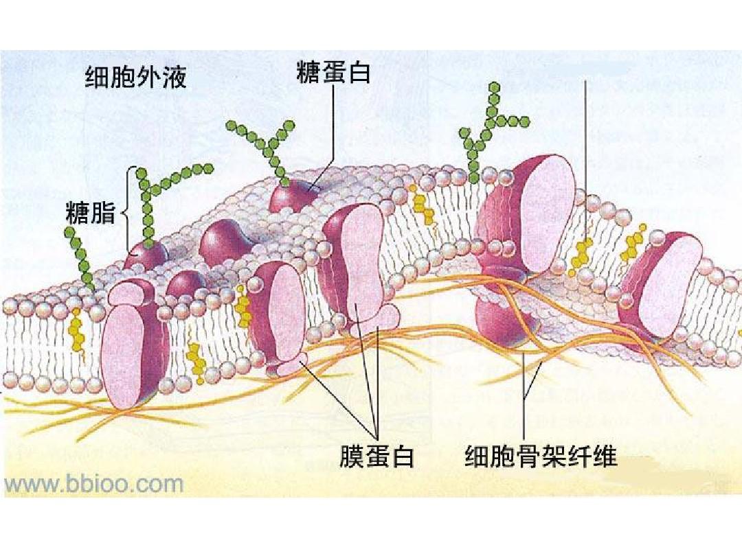 細胞膜透性與細胞膜功能的關系_細胞膜透性會變大有何害處_細胞膜透性