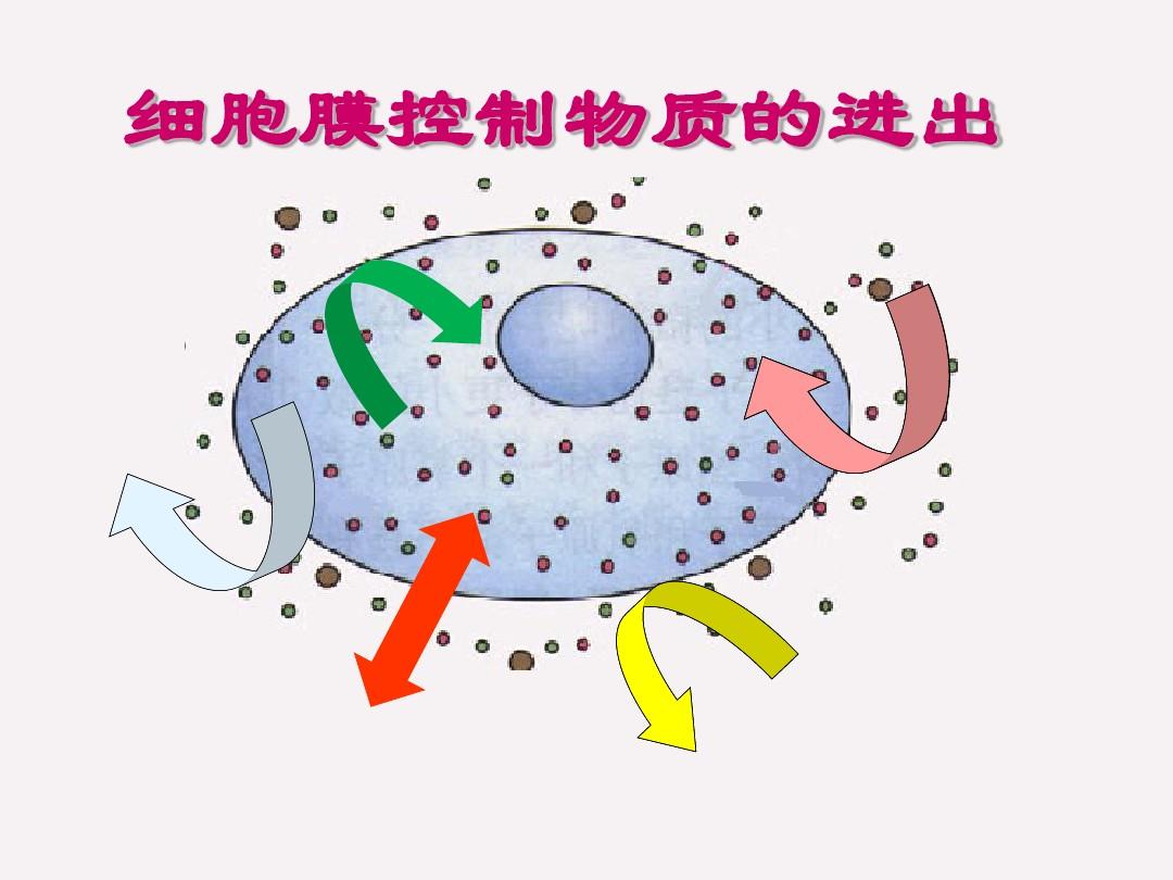 細(xì)胞膜結(jié)構(gòu)是什么模型_細(xì)胞膜結(jié)構(gòu)模式圖名稱_細(xì)胞膜結(jié)構(gòu)