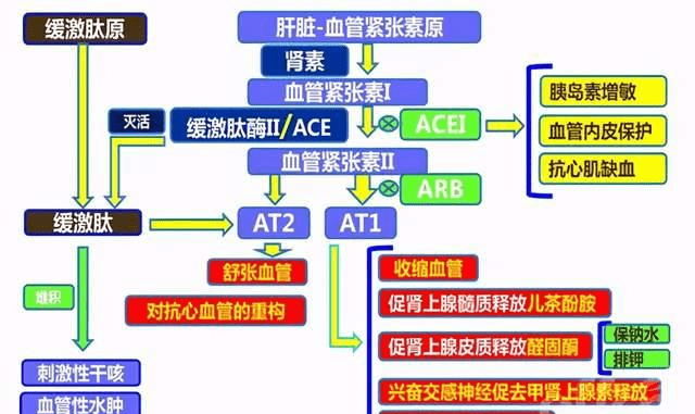 細胞膜受體_細胞膜受體的作用機制_細胞膜受體是