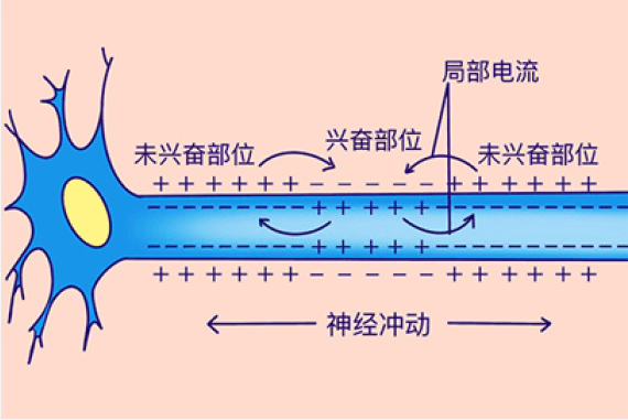 細胞膜透性_細胞膜全透性_細胞膜透性與細胞膜功能的關(guān)系