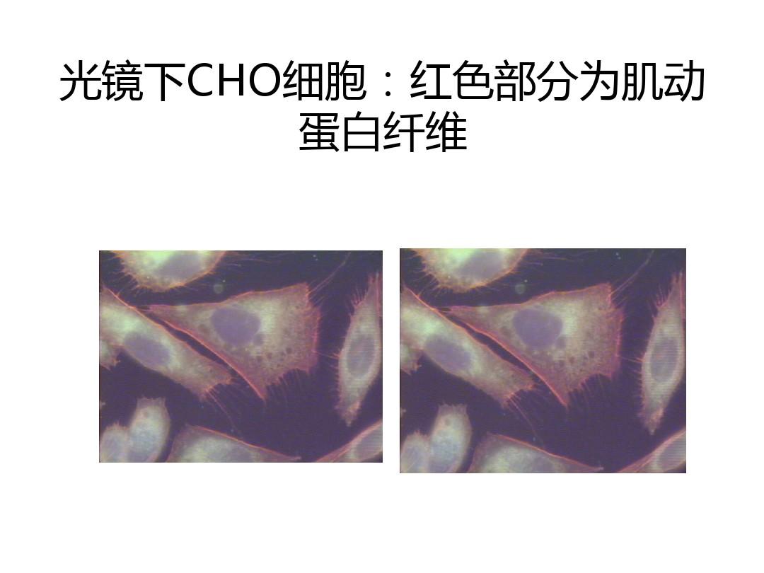 細胞膜骨架的主要成分_細胞膜骨架_細胞膜骨架是