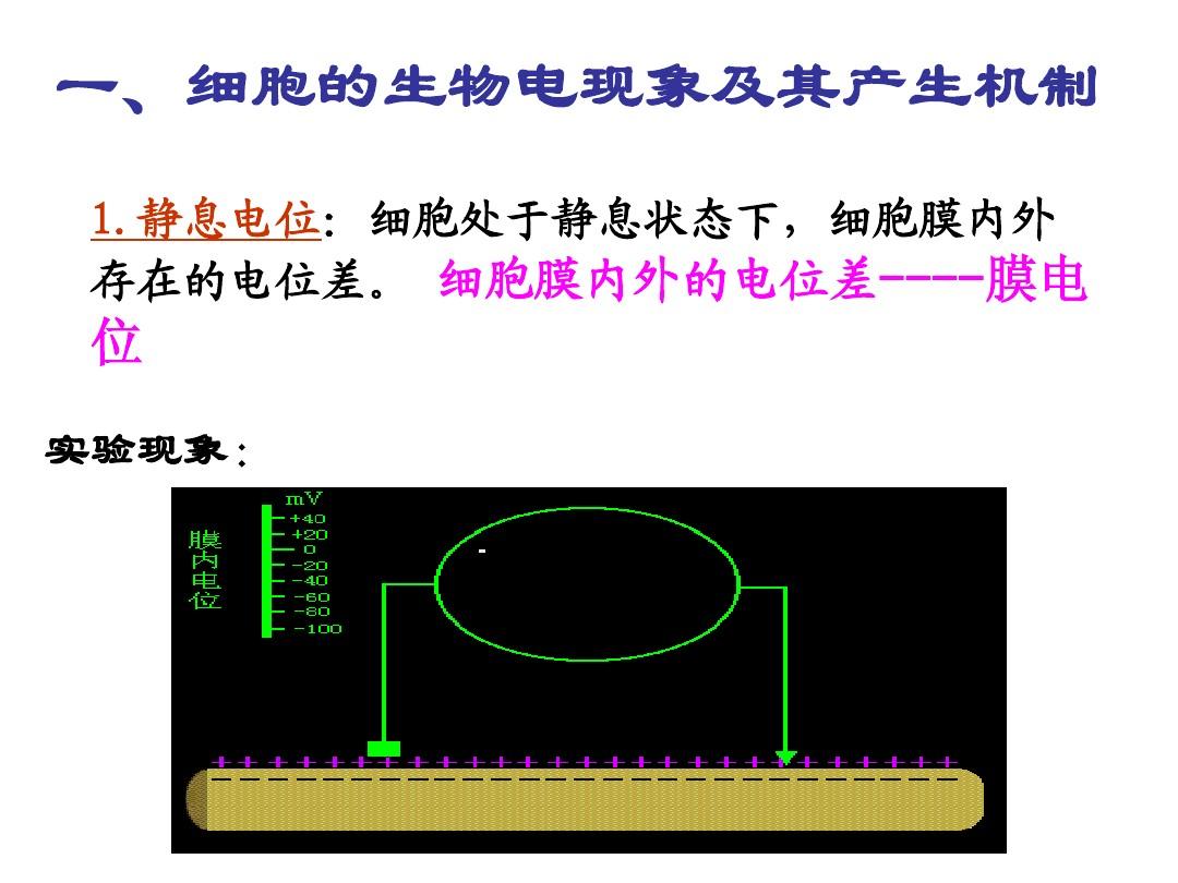 細(xì)胞膜內(nèi)電位負(fù)值減小稱為_細(xì)胞膜內(nèi)負(fù)電位向減小的方向變化稱為_細(xì)胞膜內(nèi)的負(fù)電位減小