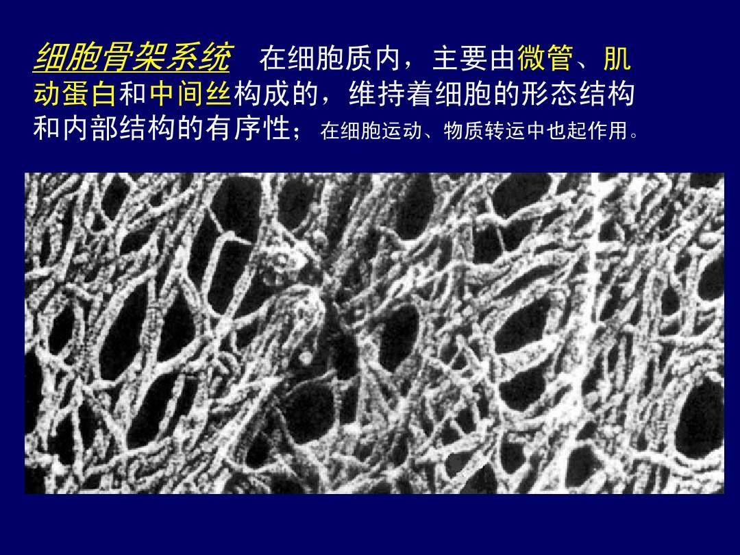 細胞膜骨架_細胞膜骨架的主要成分_細胞膜骨架是