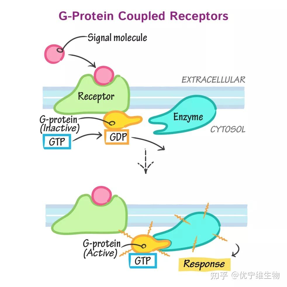 細(xì)胞膜骨架蛋白包括_膜骨架和細(xì)胞骨架_細(xì)胞膜骨架