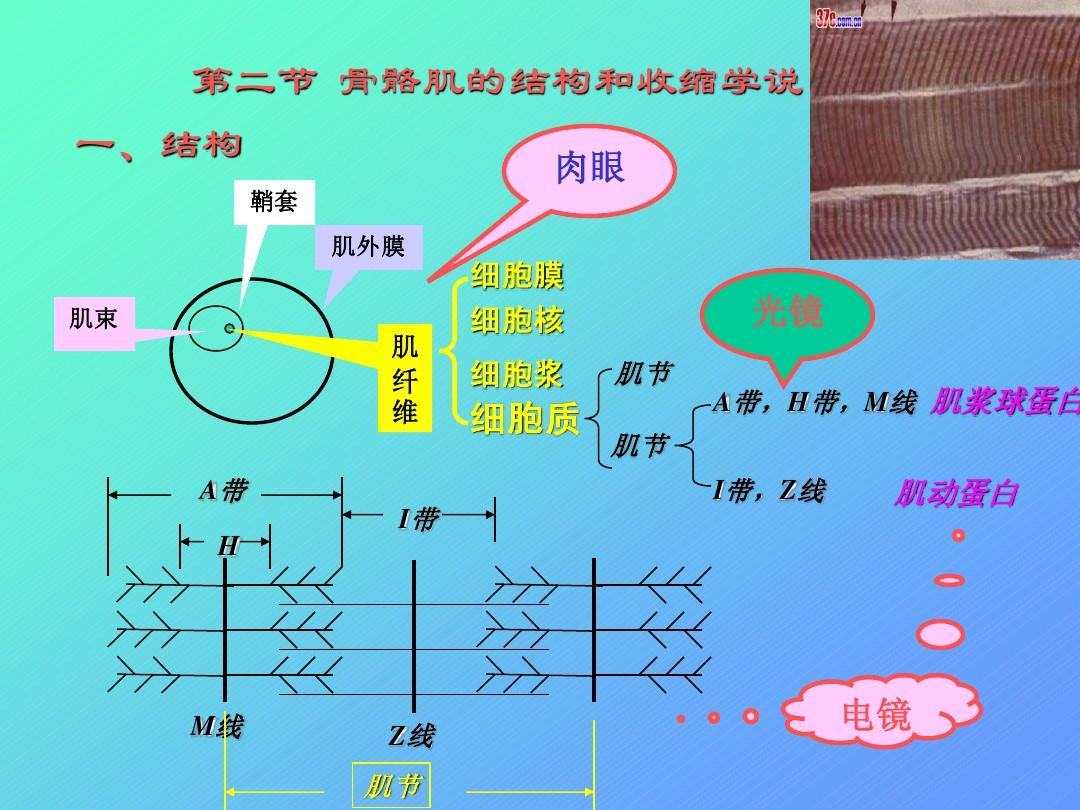 細胞膜骨架的主要成分_膜骨架和細胞骨架_細胞膜骨架
