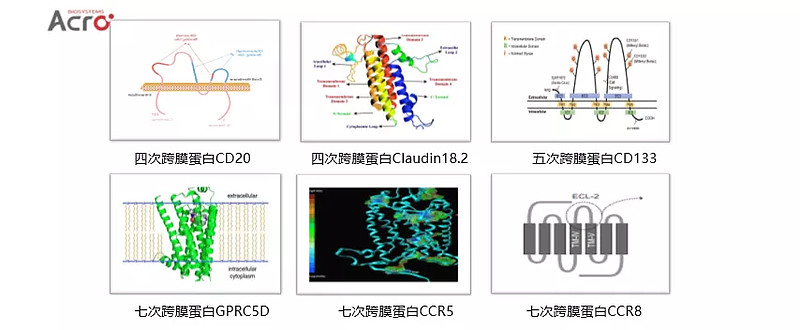 細胞膜系統的邊界教學內容分析_細胞膜系統的邊界課堂導入_細胞膜——系統的邊界ppt