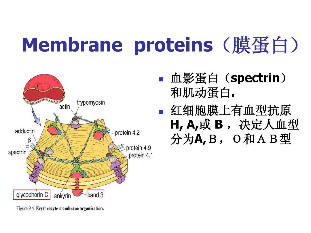 細胞膜系統的邊界課堂導入_細胞膜——系統的邊界ppt_系統的邊界細胞膜