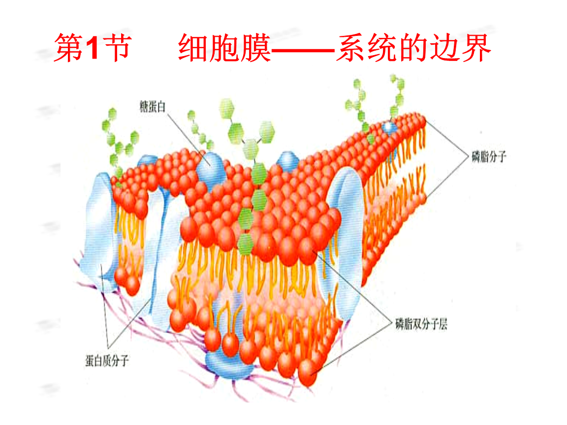 細胞膜是單層膜還是雙層膜_膜雙層細胞單層是細胞質嗎_細胞膜單層膜雙層膜