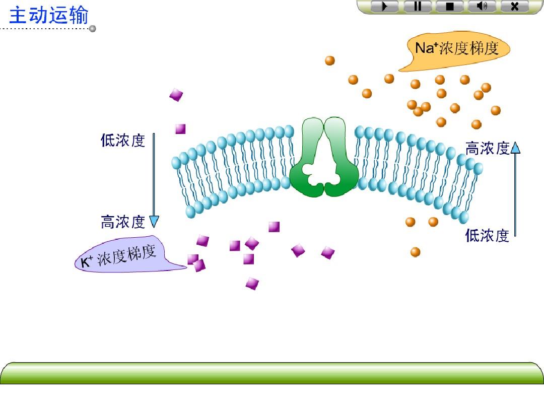 細胞膜損傷_細胞膜受損得什么病_細胞膜受損的原因