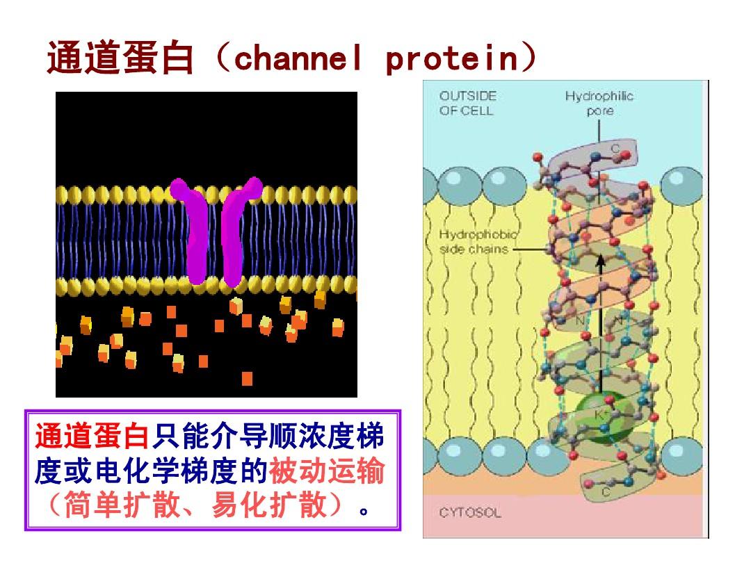 系膜細胞收縮功能檢測_細胞免疫熒光破膜問題_細胞膜結構