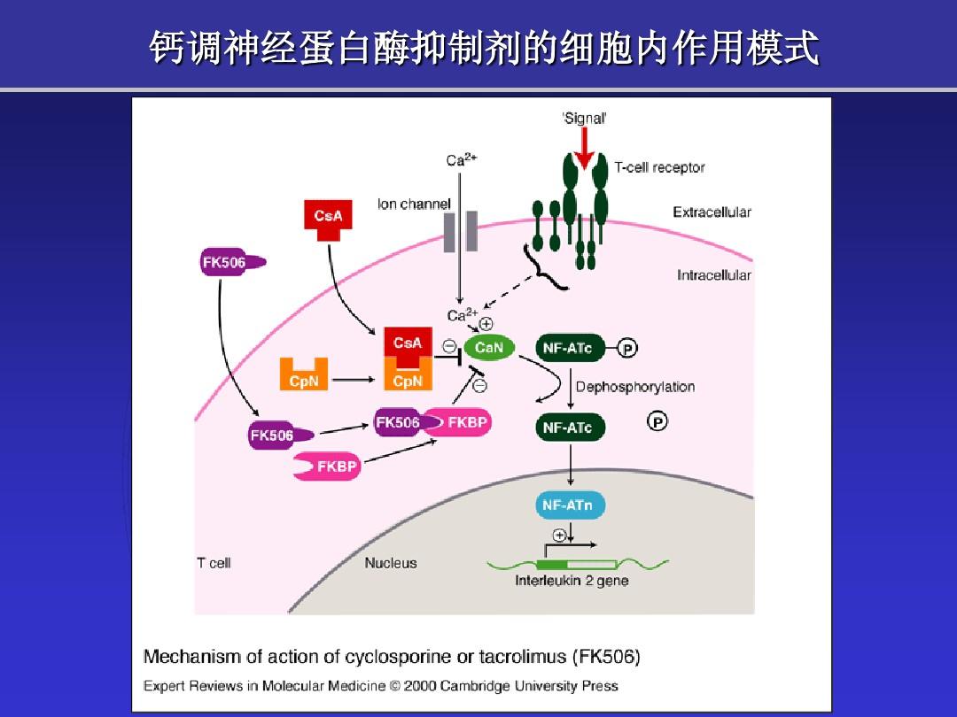 細胞膜穩態劑_細胞膜穩態劑_細胞膜穩態劑