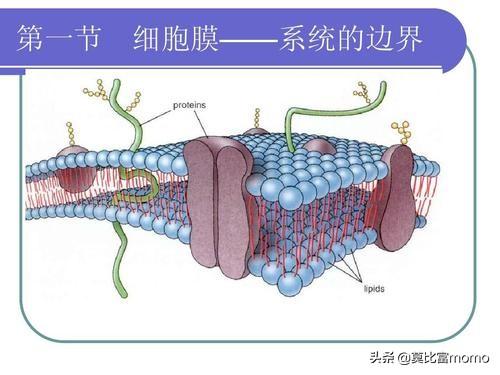 細(xì)胞膜系統(tǒng)的邊界教材分析_細(xì)胞膜 邊界的系統(tǒng)ppt_細(xì)胞膜系統(tǒng)的邊界教學(xué)內(nèi)容分析