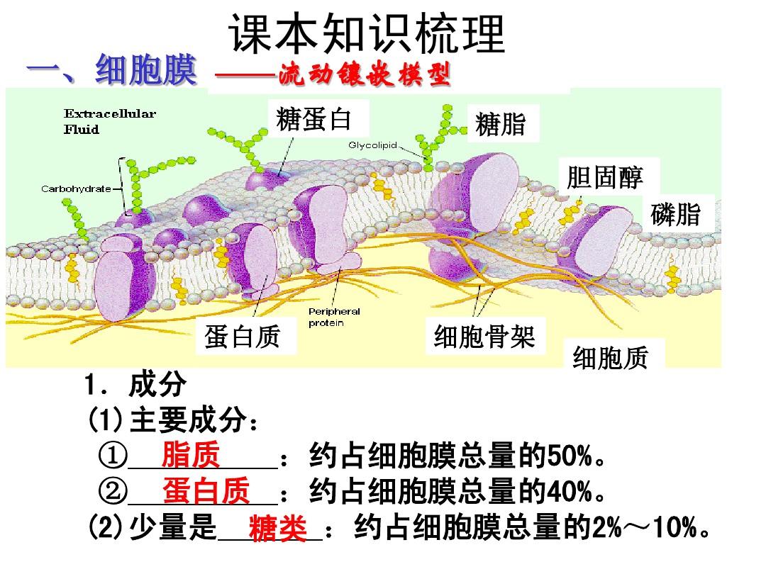細胞膜系統的邊界課堂導入_細胞膜系統的邊界ppt課件_細胞膜——系統的邊界ppt