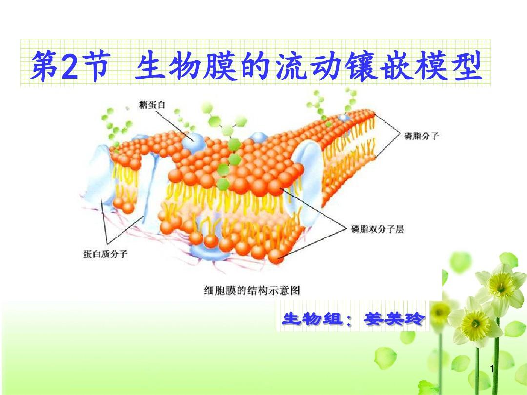 流動鑲嵌模型是細胞膜嗎_細胞膜的流動鑲嵌模型_細胞膜的流動鑲嵌模型制作