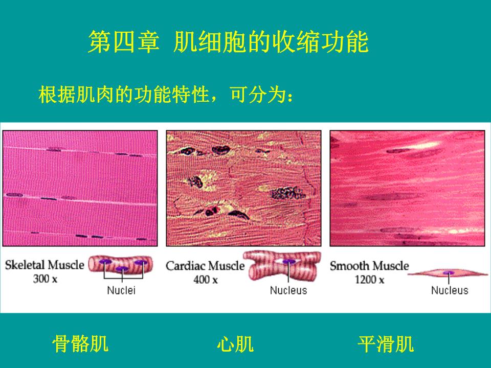 細胞膜電位減小稱為_細胞膜內電位負值減小稱為_細胞膜內負電位向減小的方向變化稱為