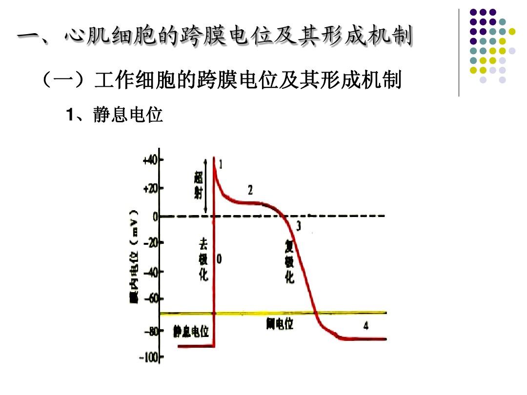 膜內負電位減小稱為_細胞膜內負電位向減小的方向變化稱為_細胞膜電位減小稱為