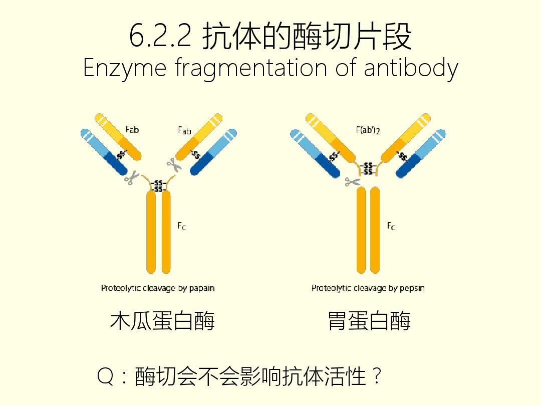細胞膜抗原_膜抗原是什么_細胞膜抗原功能