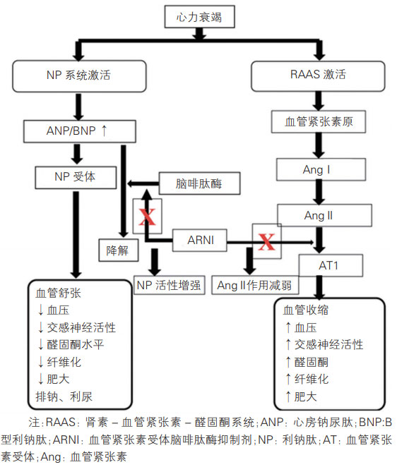 離子劑鈉鉀通道阻滯劑的作用_鉀離子鈉離子通道阻斷劑_鈉離子鉀離子通道阻滯劑