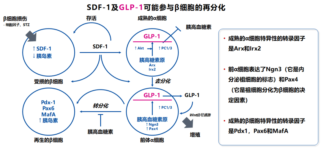 鉀離子鈉離子通道阻斷劑_鈉離子鉀離子通道阻滯劑_離子劑鈉鉀通道阻滯劑的作用