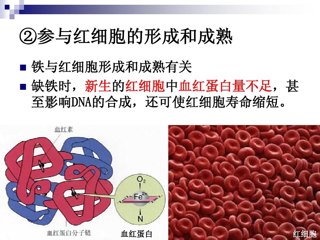 細(xì)胞膜離子通道的特征_細(xì)胞膜離子通透性_細(xì)胞膜離子通道