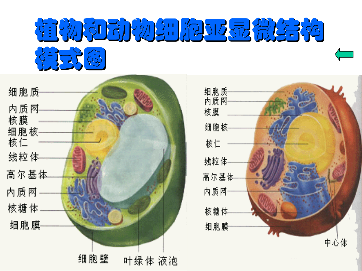 細胞膜流動性是指_細胞膜流動性表現在哪里_細胞膜流動性