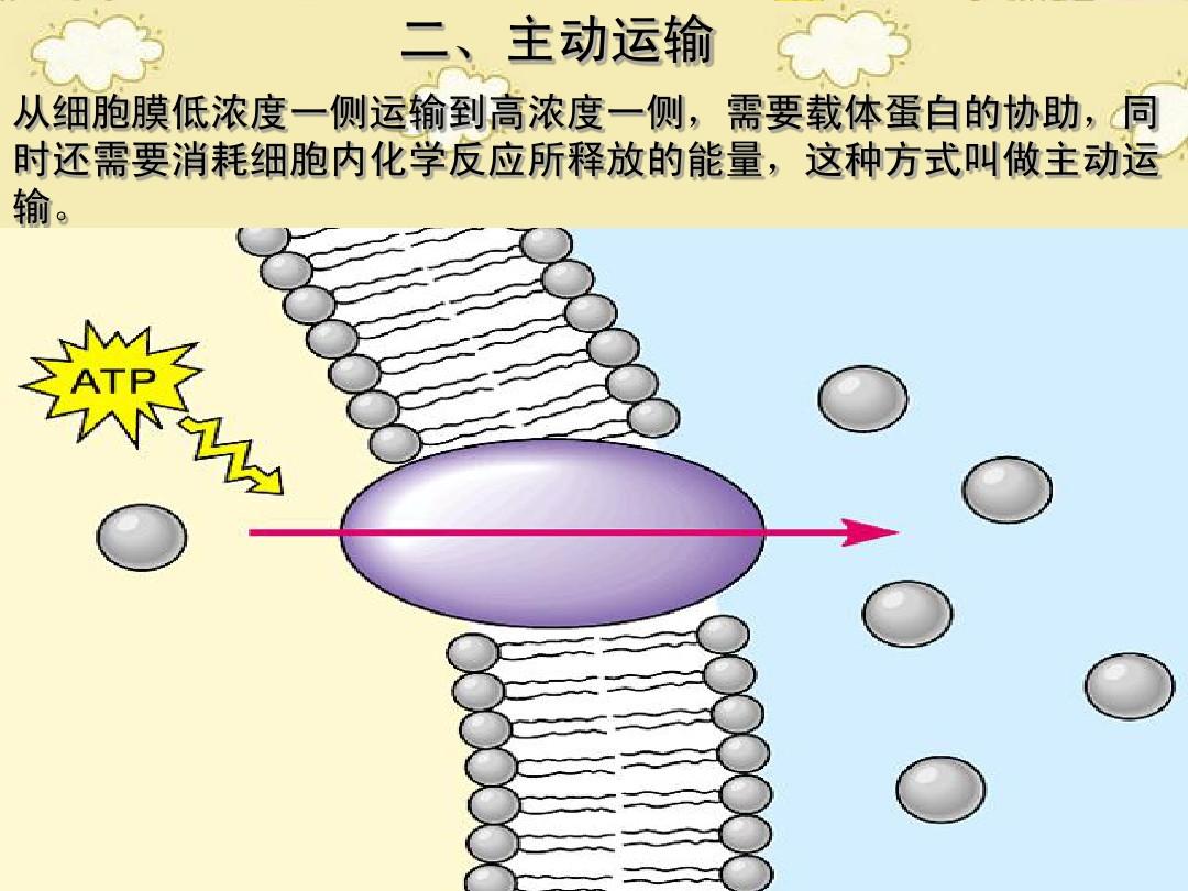 細胞膜結構圖_細胞膜結構畫圖_細胞膜構型