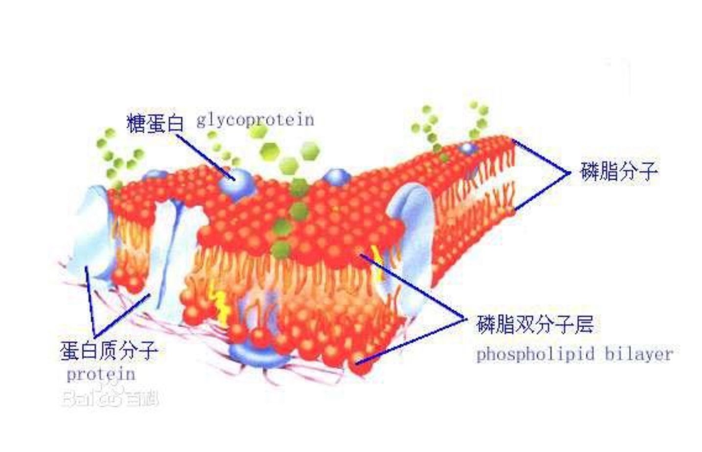 細(xì)胞膜選擇性通透_細(xì)胞膜通透性討論題_細(xì)胞膜通透性觀察分析